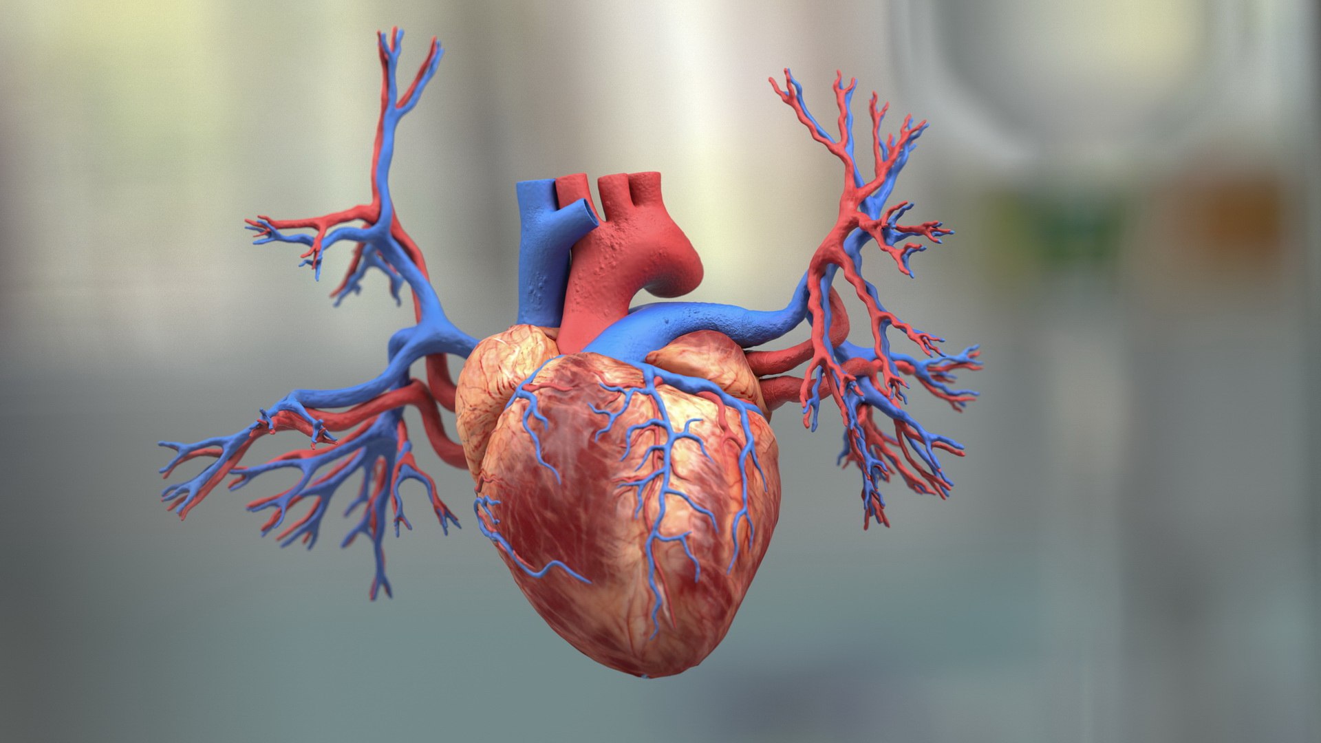 3D male body anatomy skin https://p.turbosquid.com/ts-thumb/Af/2AjP8g/6vAO0K9g/malefullbodyanatomyandskinmb3dmodel082/jpg/1572785177/1920x1080/fit_q87/3334343b284ddd09d00a76a0cb2fb0f573049fa7/malefullbodyanatomyandskinmb3dmodel082.jpg