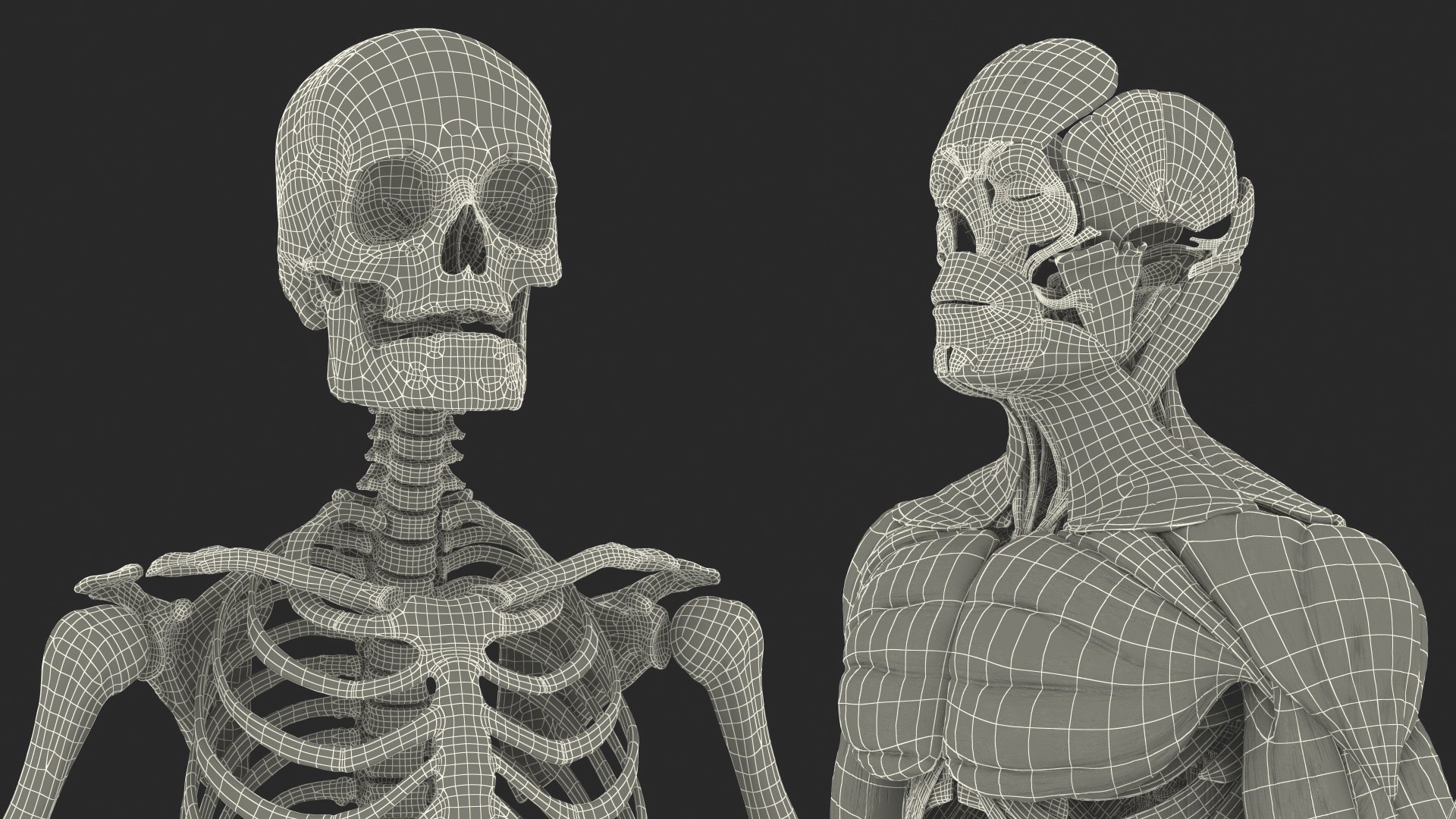 3D male body anatomy skin https://p.turbosquid.com/ts-thumb/Af/2AjP8g/9Ktuf4xY/malefullbodyanatomyandskinmb3dmodel166/jpg/1572785389/1920x1080/fit_q87/e5ca231bc16f2708abafdaf1b5451021faca12ab/malefullbodyanatomyandskinmb3dmodel166.jpg