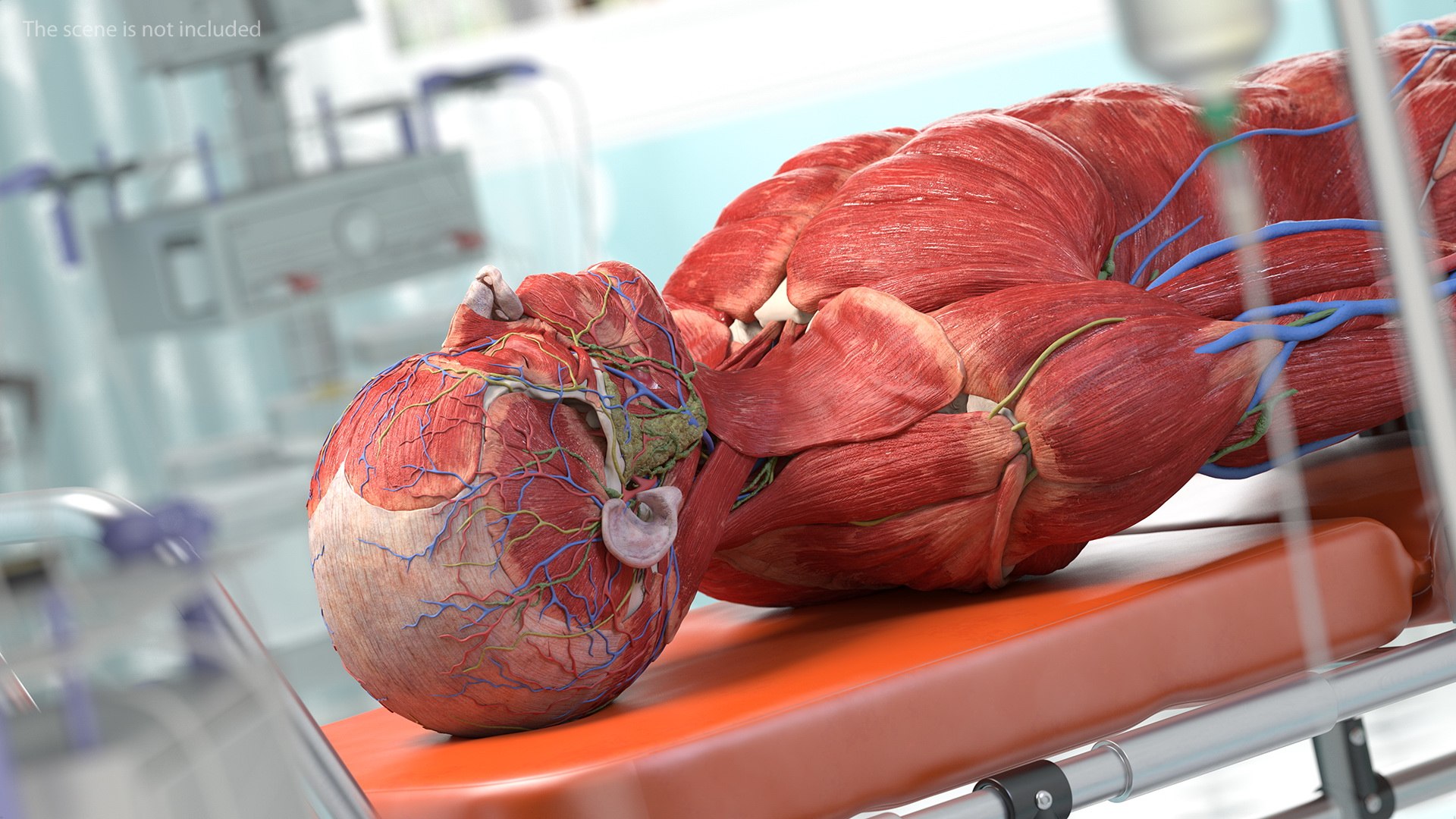 3D male body anatomy skin https://p.turbosquid.com/ts-thumb/Af/2AjP8g/BYJ5RhOl/malefullbodyanatomyandskinmb3dmodel060/jpg/1572785123/1920x1080/fit_q87/4bf5d0a23e0a26d14c8506ae2f2df6cbc22264c7/malefullbodyanatomyandskinmb3dmodel060.jpg