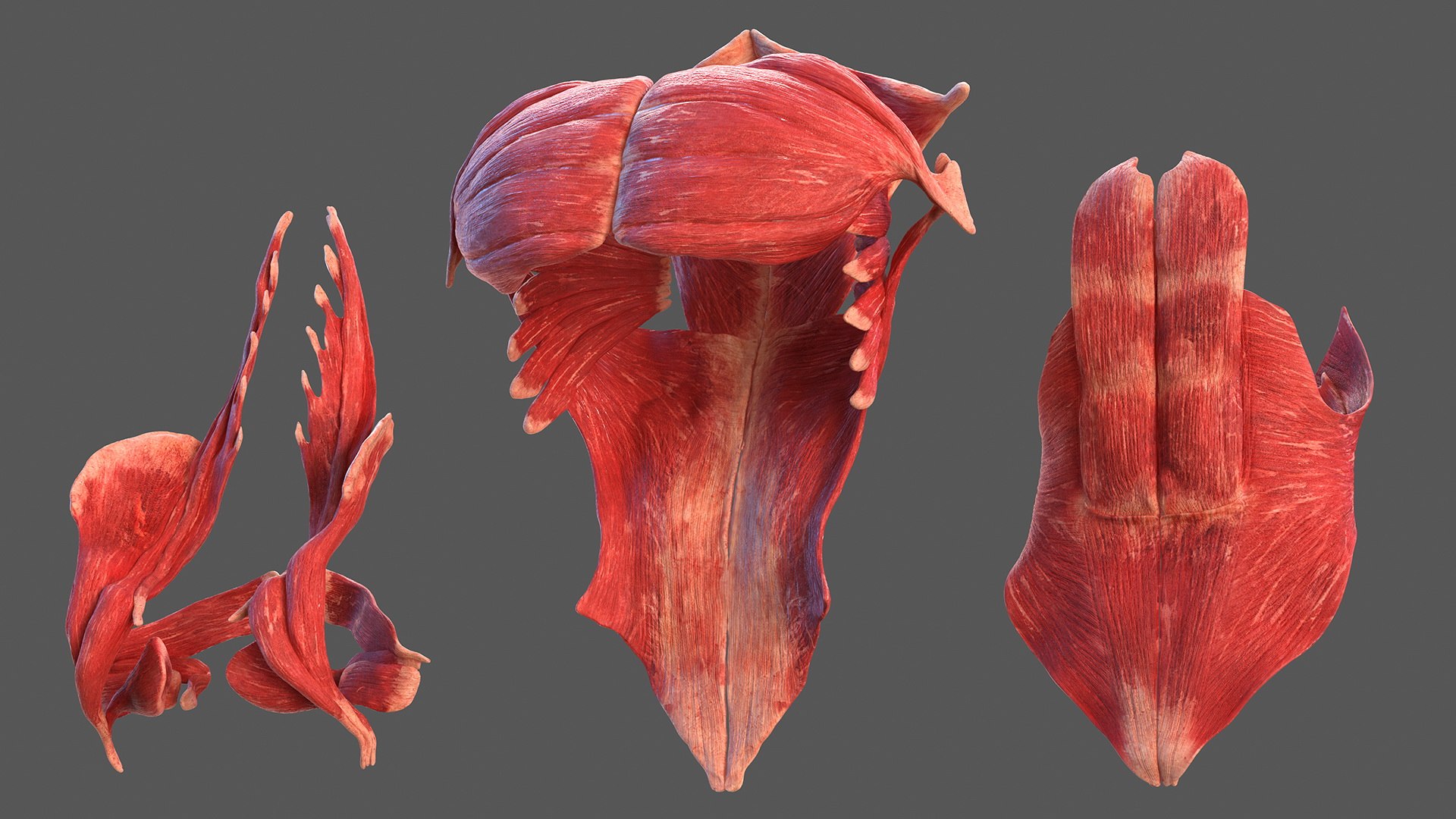 3D male body anatomy skin https://p.turbosquid.com/ts-thumb/Af/2AjP8g/CAYtNrgN/malefullbodyanatomyandskinmb3dmodel052/jpg/1572785104/1920x1080/fit_q87/9ab2e91489dc1be146869a819a5774cd8ca59d81/malefullbodyanatomyandskinmb3dmodel052.jpg