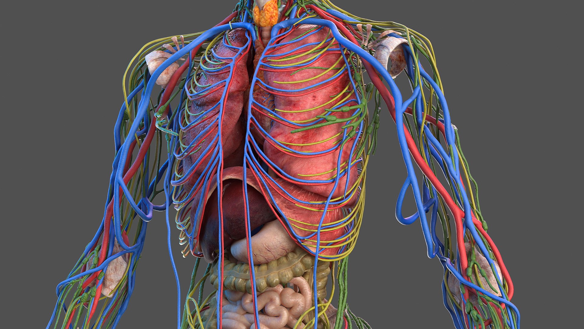 3D male body anatomy skin https://p.turbosquid.com/ts-thumb/Af/2AjP8g/DmeyBrqS/malefullbodyanatomyandskinmb3dmodel024/jpg/1572785038/1920x1080/fit_q87/26a33f22cf8f43eebdbc490d9767aa7f806f3dc4/malefullbodyanatomyandskinmb3dmodel024.jpg