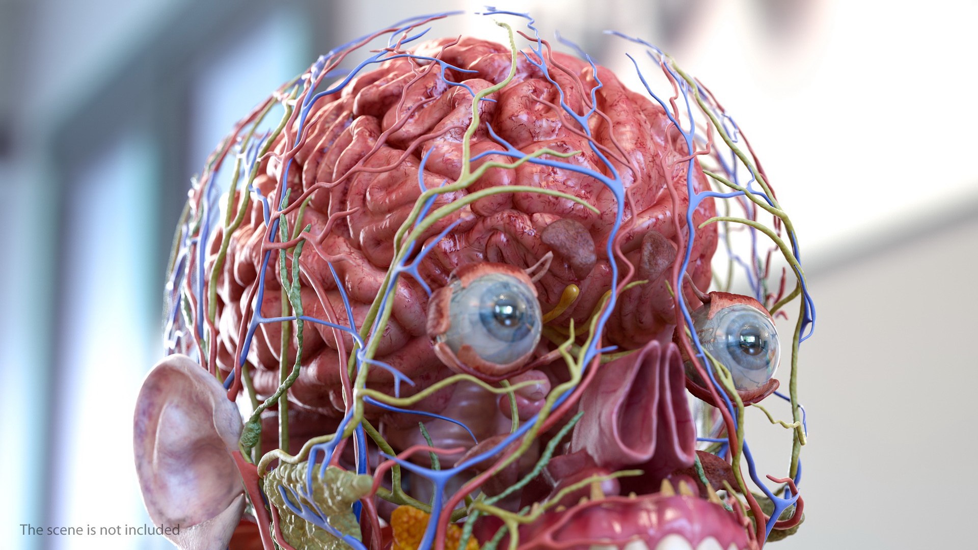 3D male body anatomy skin https://p.turbosquid.com/ts-thumb/Af/2AjP8g/OI6TKtU2/malefullbodyanatomyandskinmb3dmodel030/jpg/1572785052/1920x1080/fit_q87/bd7b895682b7f4040697c8572501a3b9cf39f76b/malefullbodyanatomyandskinmb3dmodel030.jpg