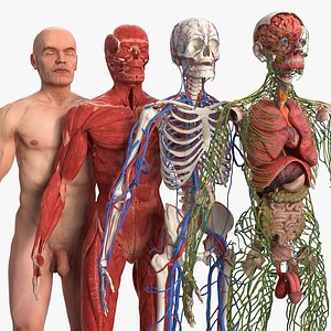 Male Full Body Anatomy and Skin