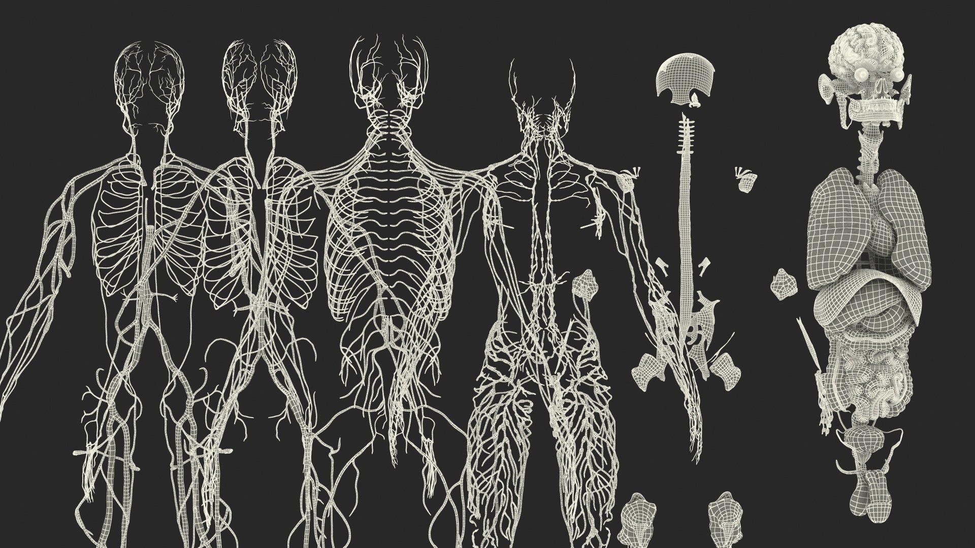 3D male body anatomy skin https://p.turbosquid.com/ts-thumb/Af/2AjP8g/PgaOeazo/malefullbodyanatomyandskinmb3dmodel165/jpg/1572785385/1920x1080/fit_q87/2c97b8c37db10883d891844eb128deb579f0905d/malefullbodyanatomyandskinmb3dmodel165.jpg