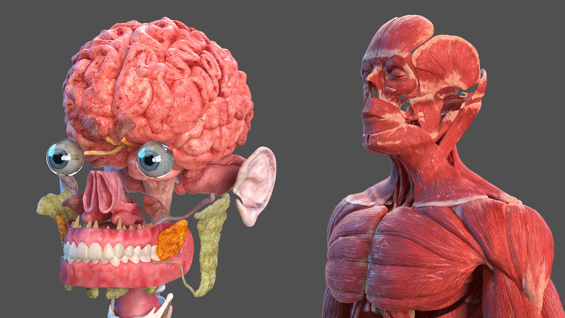 3D male body anatomy skin https://p.turbosquid.com/ts-thumb/Af/2AjP8g/R1Tb1s1m/malefullbodyanatomyandskinmb3dmodel026/jpg/1572785043/1920x1080/fit_q87/4843eaf8df8050fc174b255a0162d54c16d46d8c/malefullbodyanatomyandskinmb3dmodel026.jpg