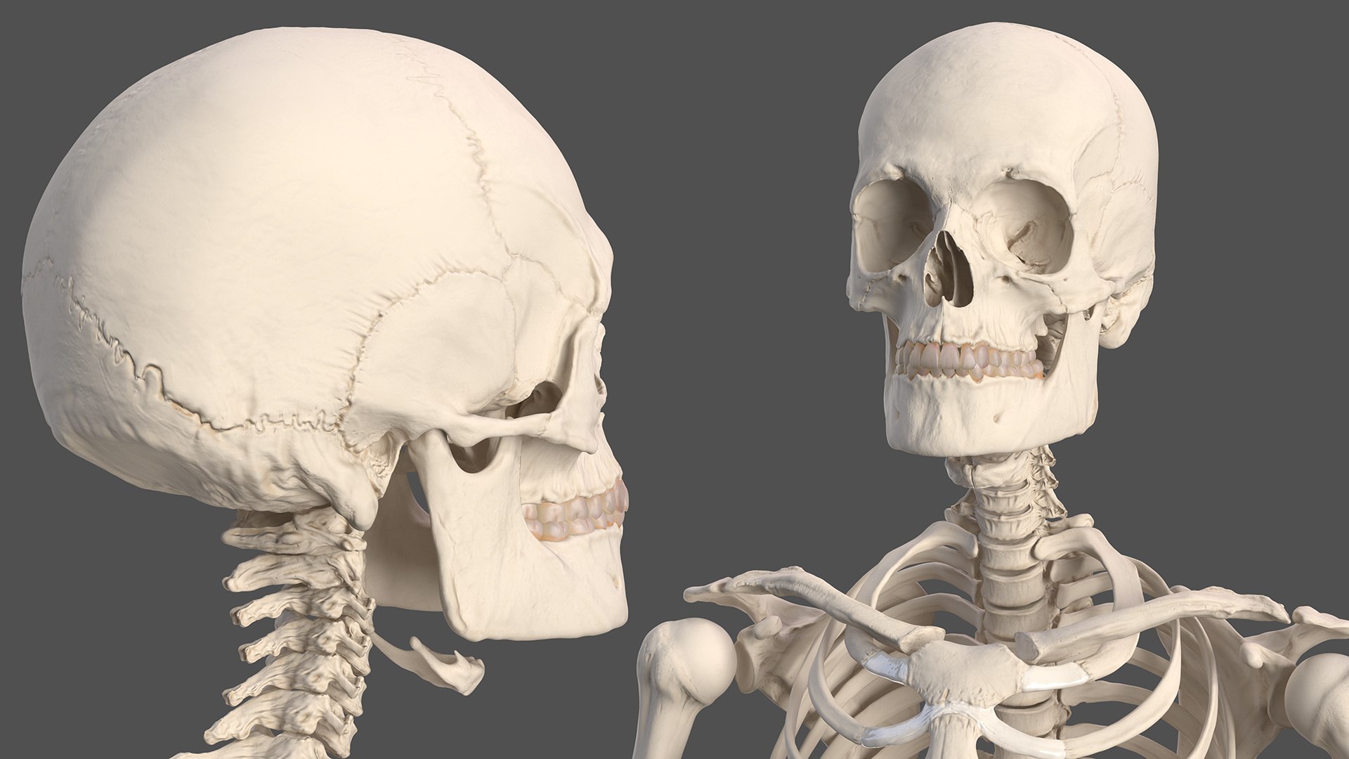 3D male body anatomy skin https://p.turbosquid.com/ts-thumb/Af/2AjP8g/RupEJ7n1/malefullbodyanatomyandskinmb3dmodel124/jpg/1572785275/1920x1080/fit_q87/297e338c5e31d6bc1624f47c224460e36d9c3f24/malefullbodyanatomyandskinmb3dmodel124.jpg