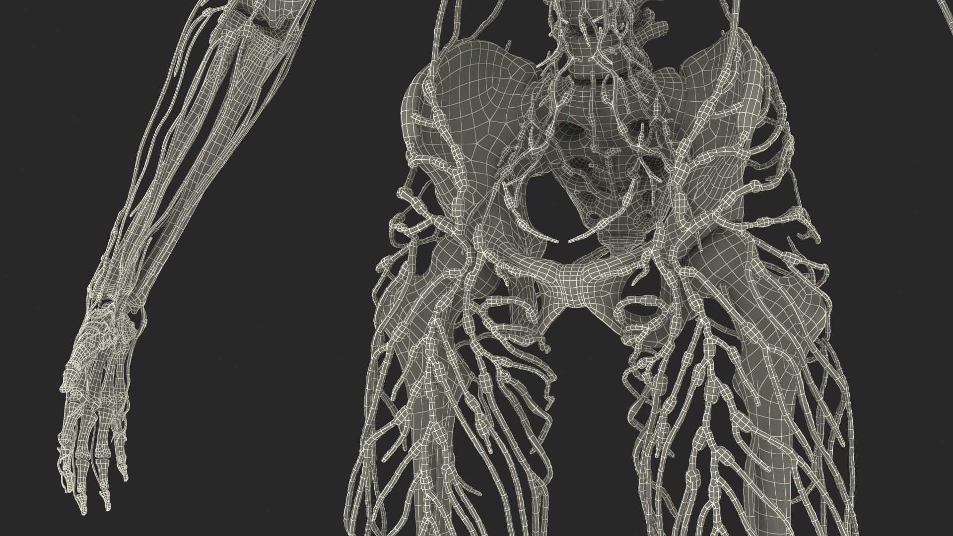 3D male body anatomy skin https://p.turbosquid.com/ts-thumb/Af/2AjP8g/SdoCvZGt/malefullbodyanatomyandskinmb3dmodel168/jpg/1572785399/1920x1080/fit_q87/22649a7fdbd0809f7ee9ee02f49d641357afd805/malefullbodyanatomyandskinmb3dmodel168.jpg