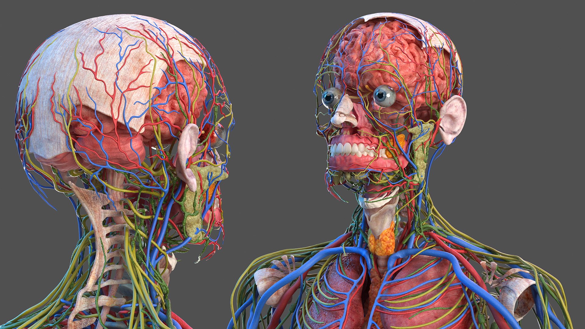 3D male body anatomy skin https://p.turbosquid.com/ts-thumb/Af/2AjP8g/V2hMV45v/malefullbodyanatomyandskinmb3dmodel022/jpg/1572785034/1920x1080/fit_q87/d3e00ec022c249933a65a8989b4a38031495e8b1/malefullbodyanatomyandskinmb3dmodel022.jpg