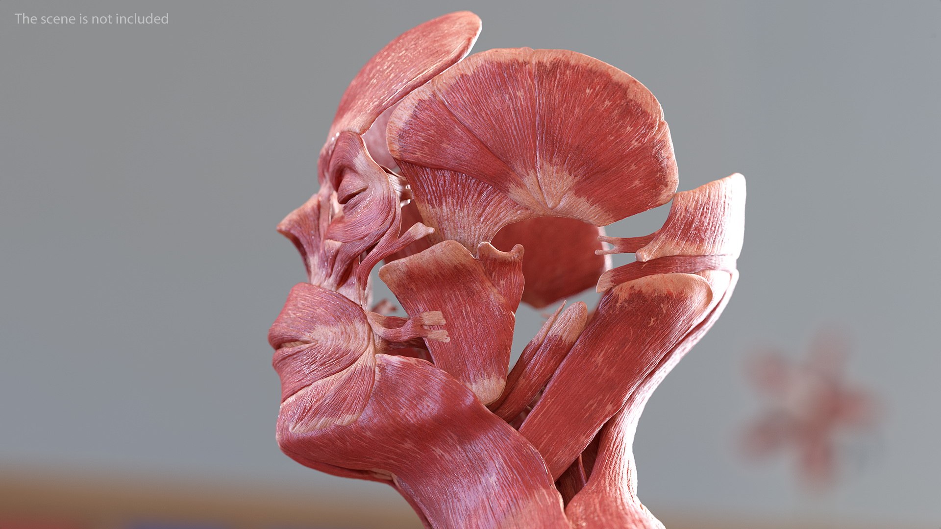 3D male body anatomy skin https://p.turbosquid.com/ts-thumb/Af/2AjP8g/ZFab4GDL/malefullbodyanatomyandskinmb3dmodel042/jpg/1572785080/1920x1080/fit_q87/6592fe50c838b60179d2459c79401390a02c62a3/malefullbodyanatomyandskinmb3dmodel042.jpg