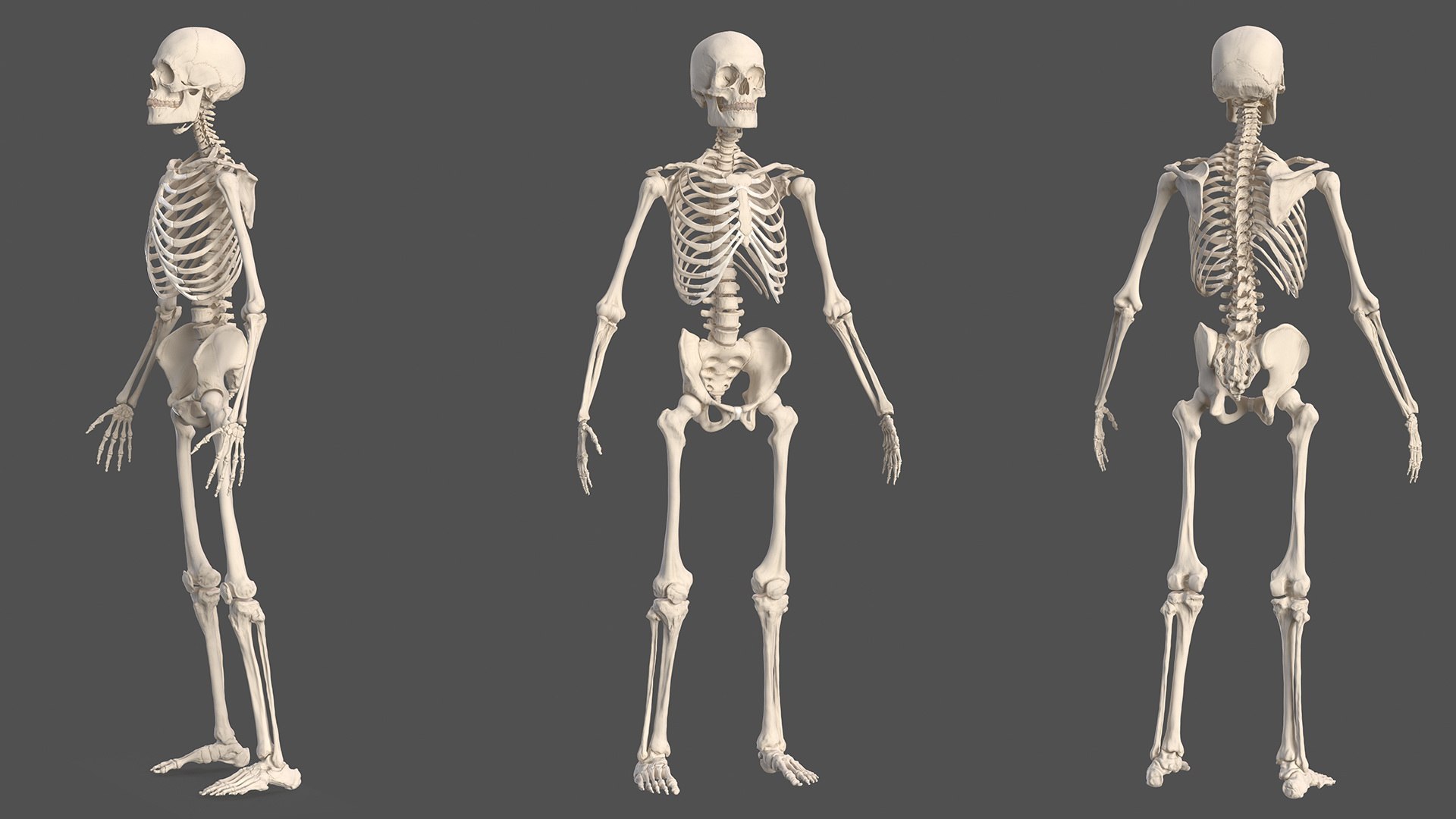 3D male body anatomy skin https://p.turbosquid.com/ts-thumb/Af/2AjP8g/ZMyvgiOc/malefullbodyanatomyandskinmb3dmodel114/jpg/1572785250/1920x1080/fit_q87/623a62336128ba872cecb5306746fec086293f0f/malefullbodyanatomyandskinmb3dmodel114.jpg