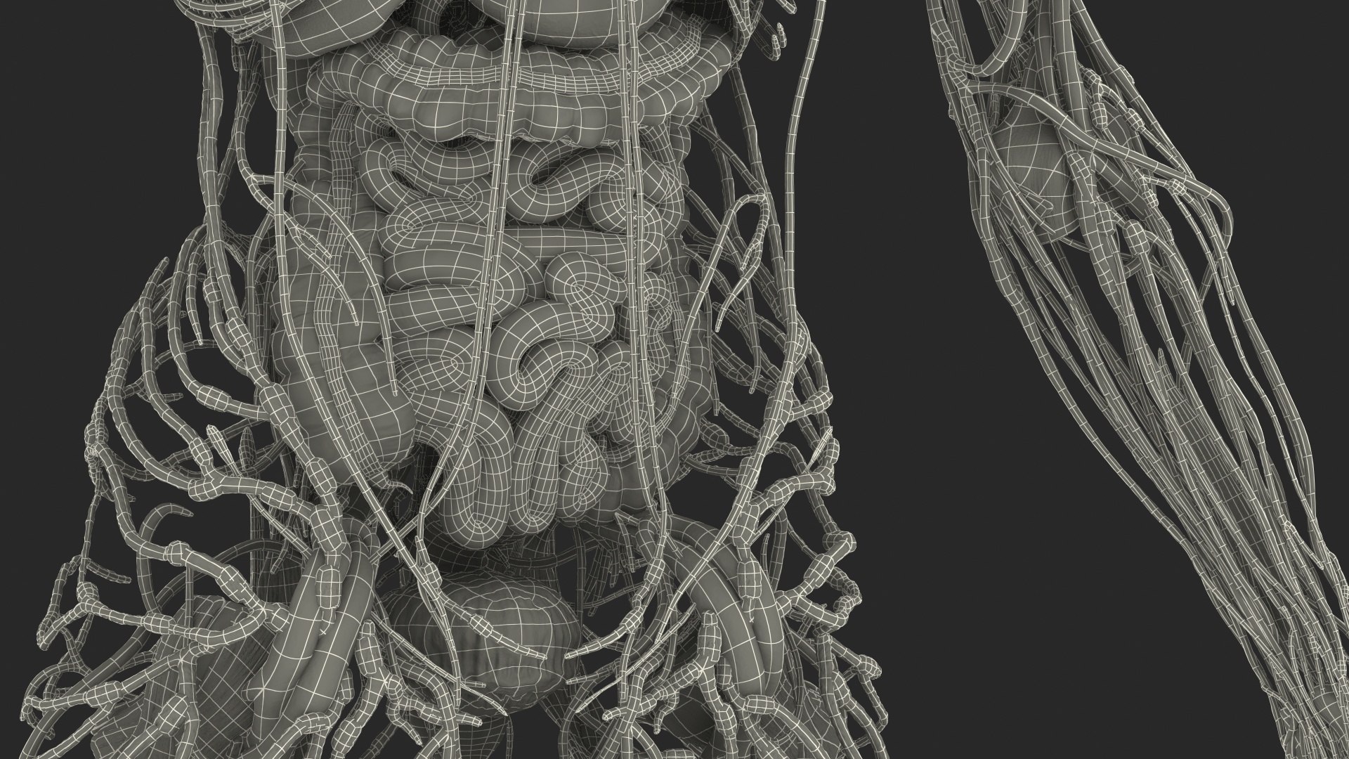 3D male body anatomy skin https://p.turbosquid.com/ts-thumb/Af/2AjP8g/agAYpF8e/malefullbodyanatomyandskinmb3dmodel167/jpg/1572785394/1920x1080/fit_q87/cdcca37bd8258ee965bf889d23c33cc5674263fc/malefullbodyanatomyandskinmb3dmodel167.jpg