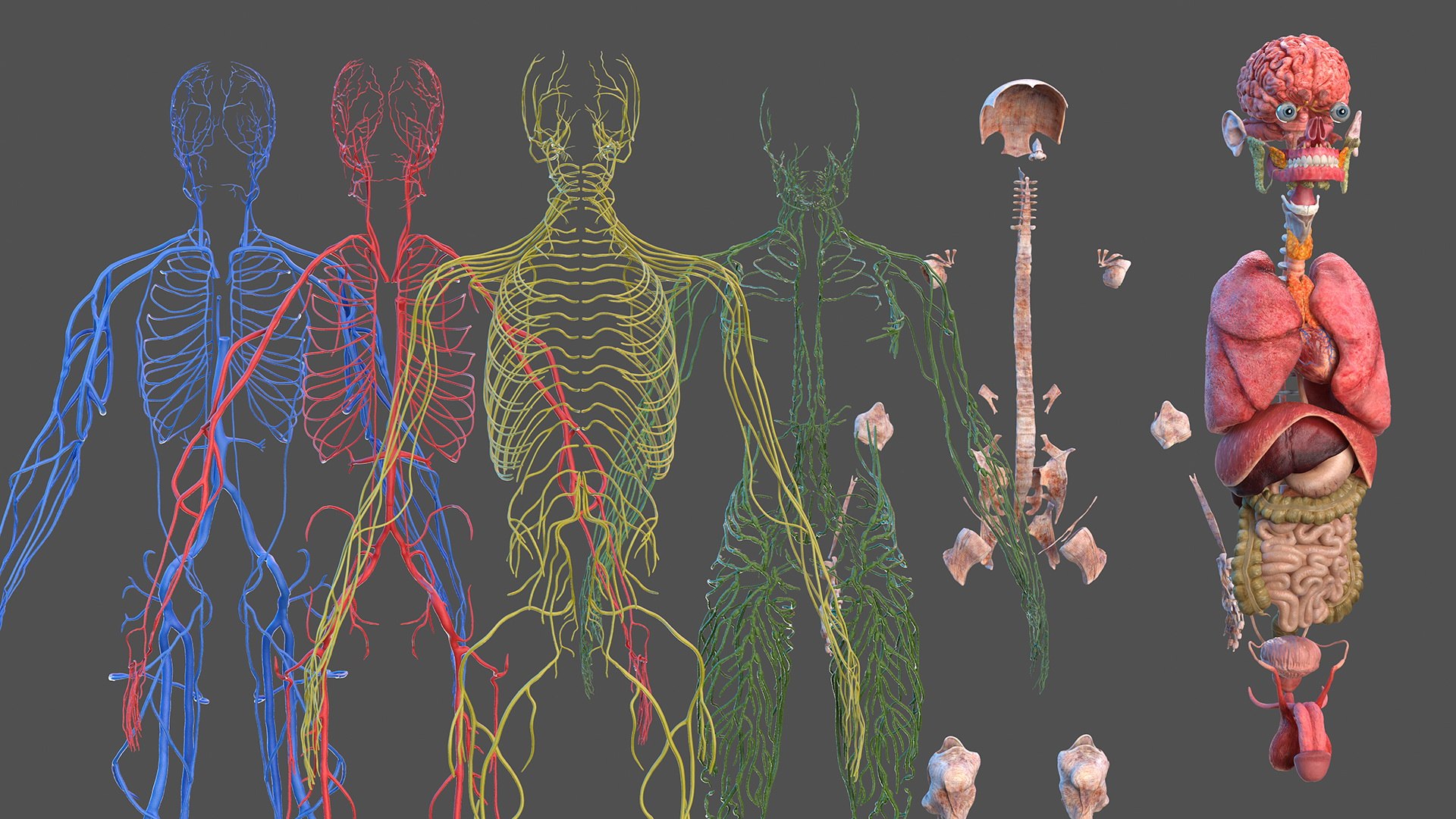 3D male body anatomy skin https://p.turbosquid.com/ts-thumb/Af/2AjP8g/dfyMx0Ei/malefullbodyanatomyandskinmb3dmodel018/jpg/1572785022/1920x1080/fit_q87/c17c8fee7655db52ba59940fc63df7c236a09dbb/malefullbodyanatomyandskinmb3dmodel018.jpg