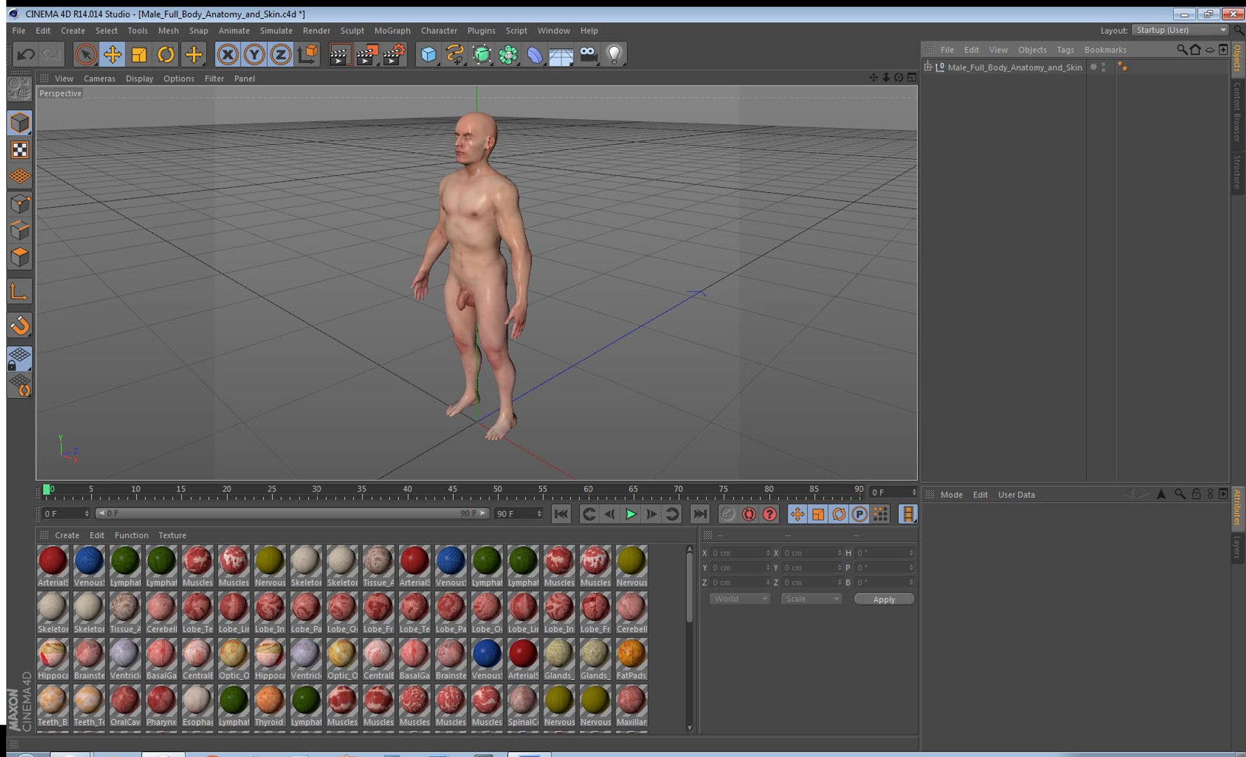 3D male body anatomy skin https://p.turbosquid.com/ts-thumb/Af/2AjP8g/fHdG47VM/malefullbodyanatomyandskinmb3dmodel163/jpg/1572785375/1920x1080/fit_q87/e26dfe5728fe93d5f6e40939c05cd3cb9b30187b/malefullbodyanatomyandskinmb3dmodel163.jpg