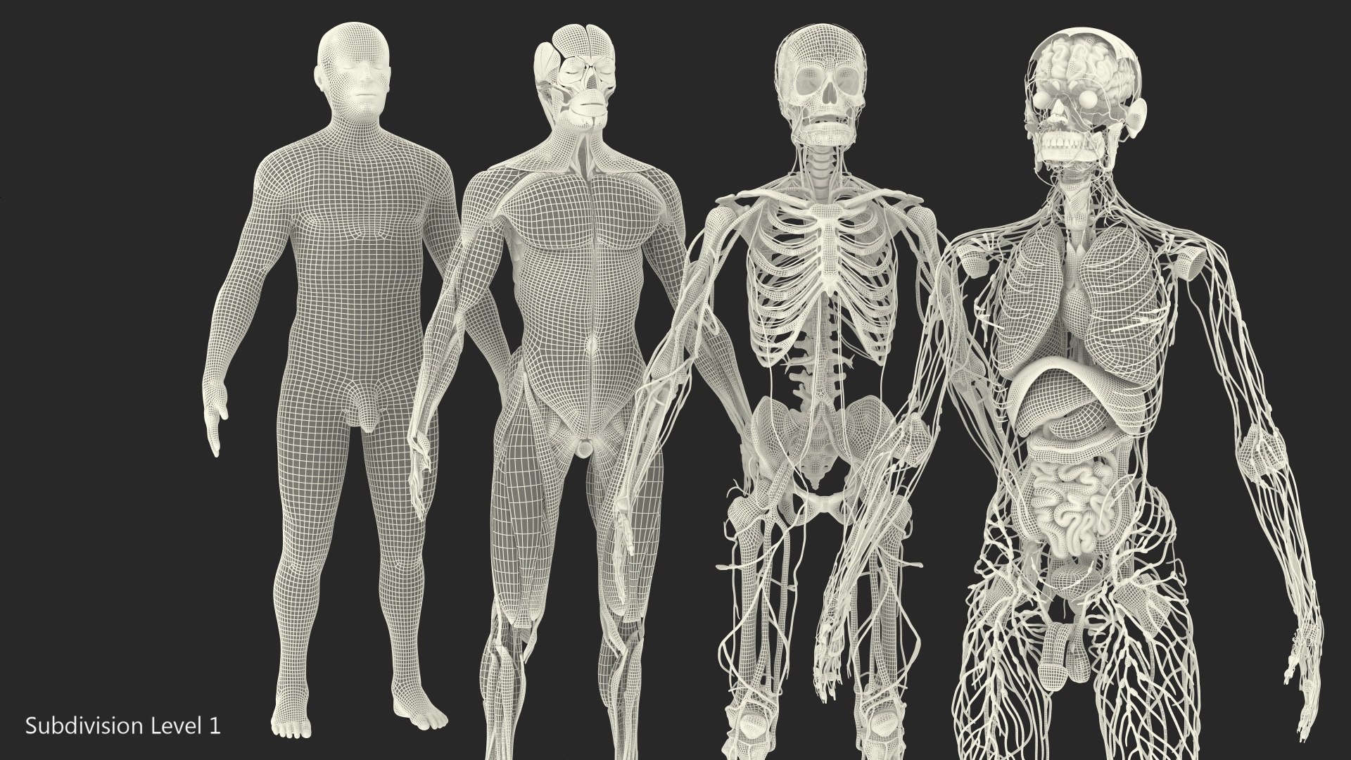 3D male body anatomy skin https://p.turbosquid.com/ts-thumb/Af/2AjP8g/kYR5rk4f/malefullbodyanatomyandskinmb3dmodel158/jpg/1572785351/1920x1080/fit_q87/75de31c2823cc6971a5f18e6e545bcc177f711cc/malefullbodyanatomyandskinmb3dmodel158.jpg