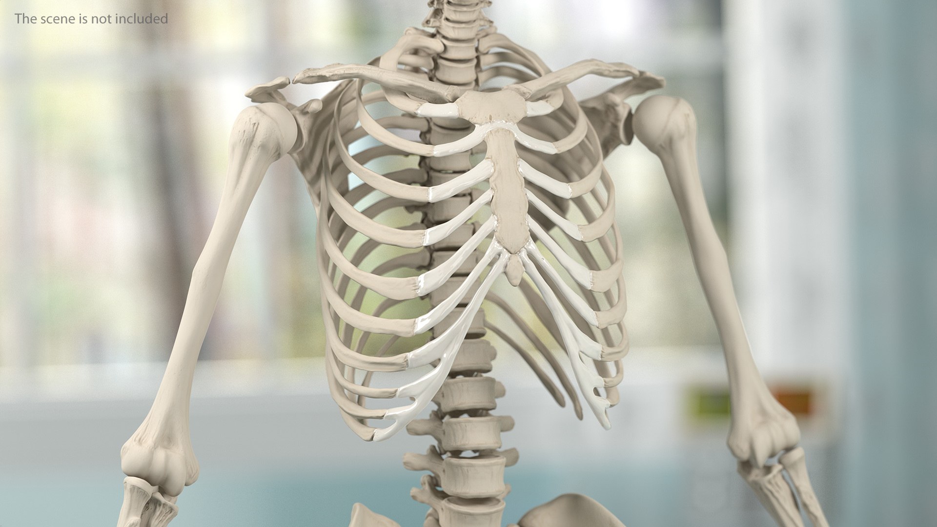 3D male body anatomy skin https://p.turbosquid.com/ts-thumb/Af/2AjP8g/kYWUsIVO/malefullbodyanatomyandskinmb3dmodel126/jpg/1572785279/1920x1080/fit_q87/2c2b54a7bf2e8224a8f40e5c119aa1005516745c/malefullbodyanatomyandskinmb3dmodel126.jpg