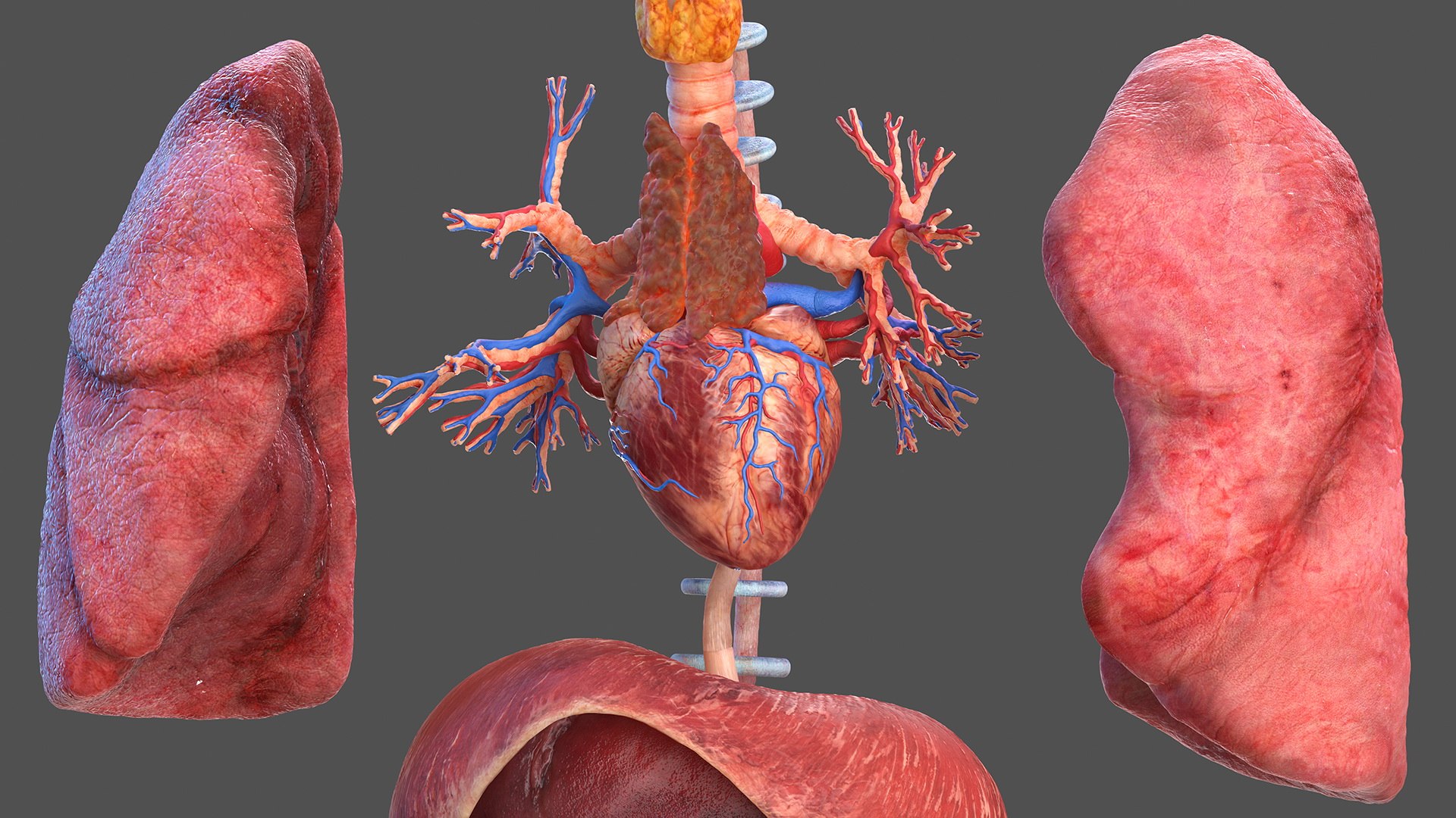 3D male body anatomy skin https://p.turbosquid.com/ts-thumb/Af/2AjP8g/l8dOH8c8/malefullbodyanatomyandskinmb3dmodel080/jpg/1572785172/1920x1080/fit_q87/bb7e44e9534cd1f11be5446647c1cef8846ed27f/malefullbodyanatomyandskinmb3dmodel080.jpg