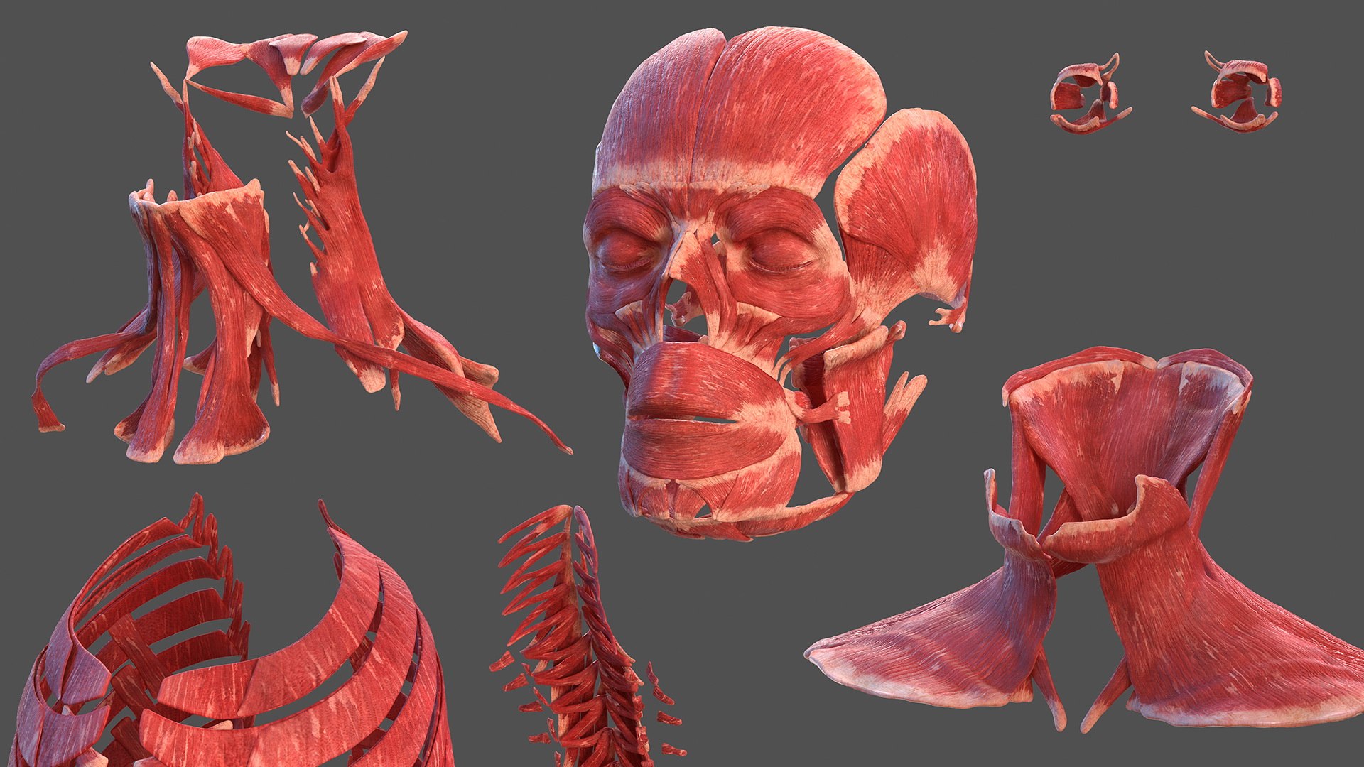 3D male body anatomy skin https://p.turbosquid.com/ts-thumb/Af/2AjP8g/r4mmWiBz/malefullbodyanatomyandskinmb3dmodel056/jpg/1572785114/1920x1080/fit_q87/2dfacd136b4828d8c2ae16fd7932b365eccca0b7/malefullbodyanatomyandskinmb3dmodel056.jpg