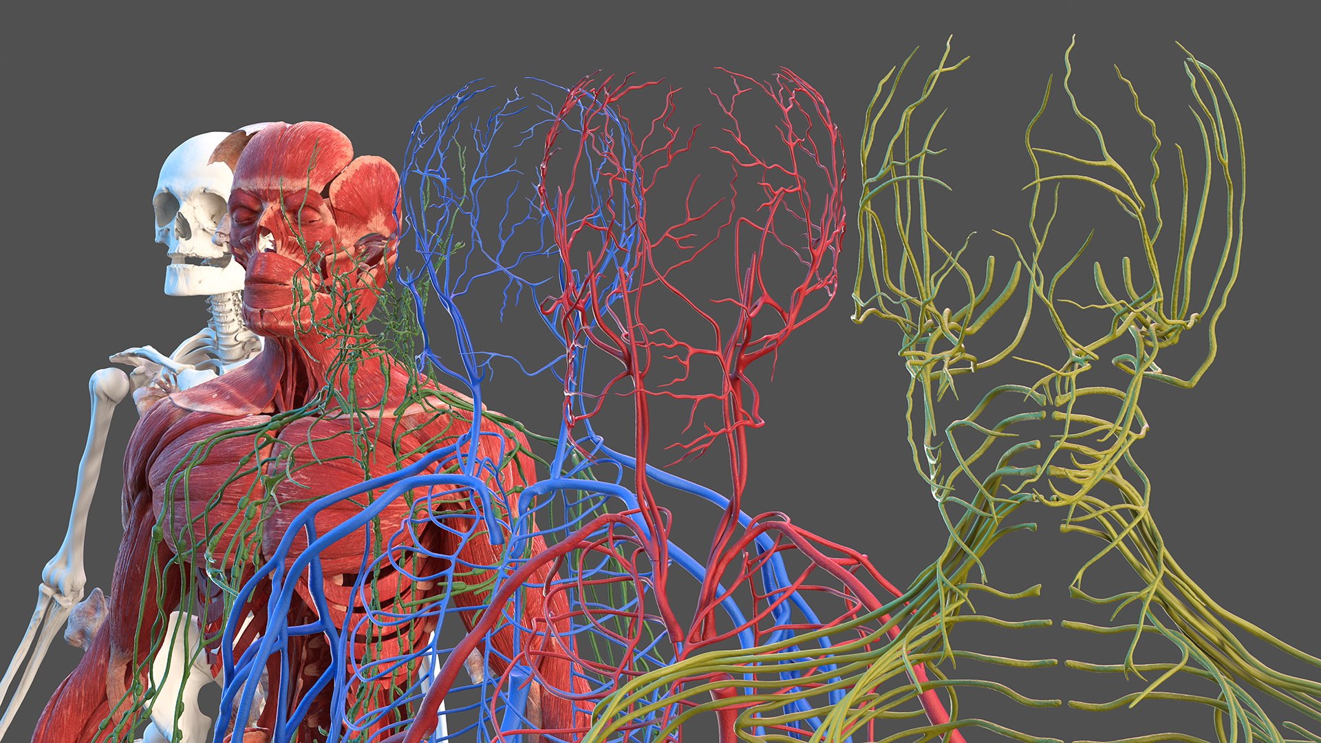 3D male body anatomy skin https://p.turbosquid.com/ts-thumb/Af/2AjP8g/trK2TuAl/malefullbodyanatomyandskinmb3dmodel020/jpg/1572785029/1920x1080/fit_q87/c074f6369908d1f27e81d27a40b6b870c39d3c9a/malefullbodyanatomyandskinmb3dmodel020.jpg