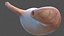 Male Full Body Anatomy and Skin