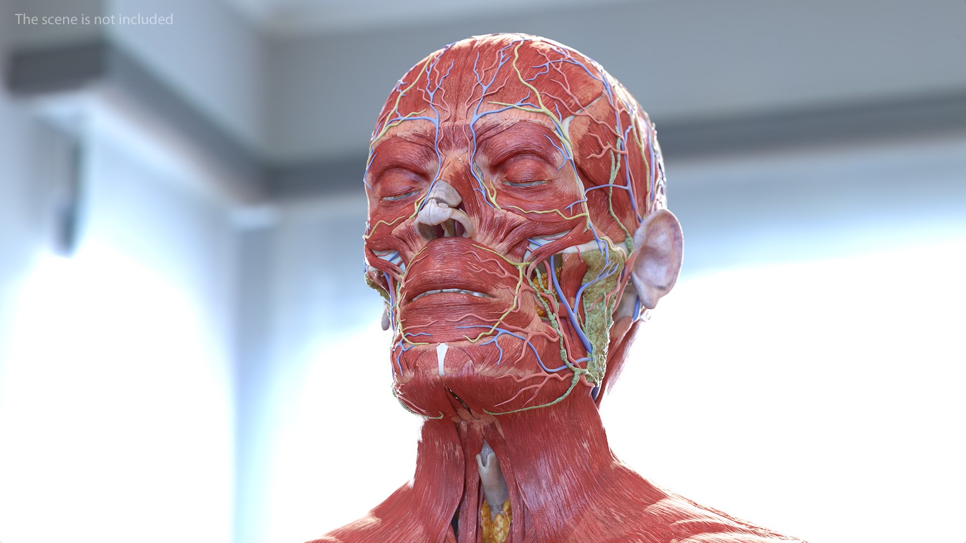 3D male body anatomy skin https://p.turbosquid.com/ts-thumb/Af/2AjP8g/yvmqdbYq/malefullbodyanatomyandskinmb3dmodel058/jpg/1572785119/1920x1080/fit_q87/fa564fd8b57f3d9746d873f7c6c20b45da9f3f50/malefullbodyanatomyandskinmb3dmodel058.jpg