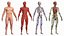 Male Full Body Anatomy and Skin