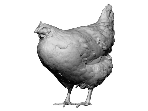 real chicken scanned 3D model