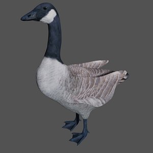 Canadian Goose