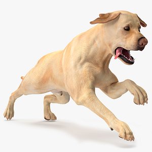 Running White Retriever Dog Animated Rigged for Maya 3D model