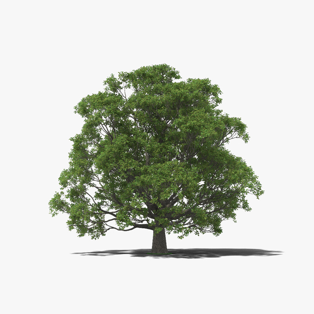 деревья для моделирования. модель дерева. дуб 3d. нанму дерево. дуб модель.