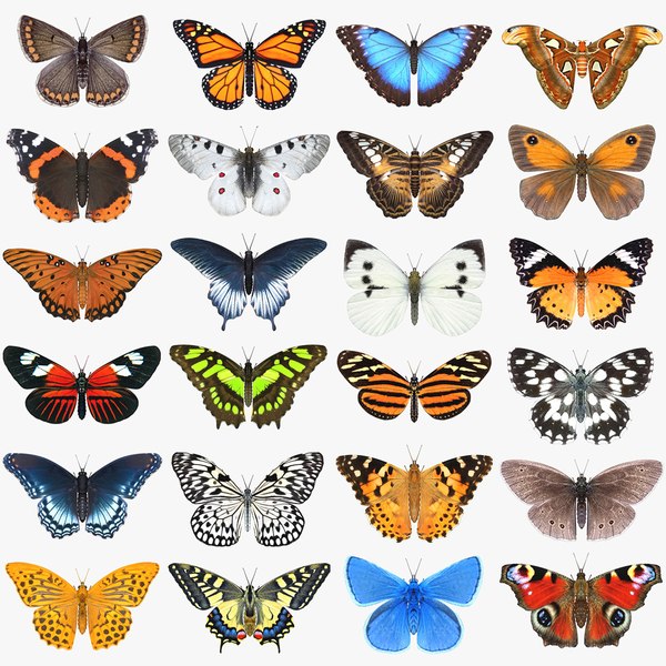 butterfly obj