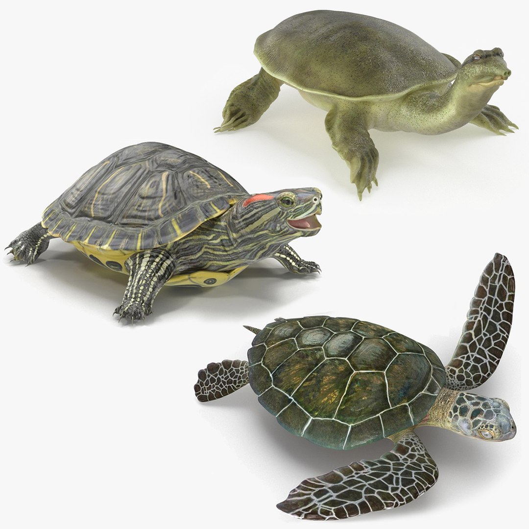 Turtles Rigged for Maya Collection 2 3D model preview