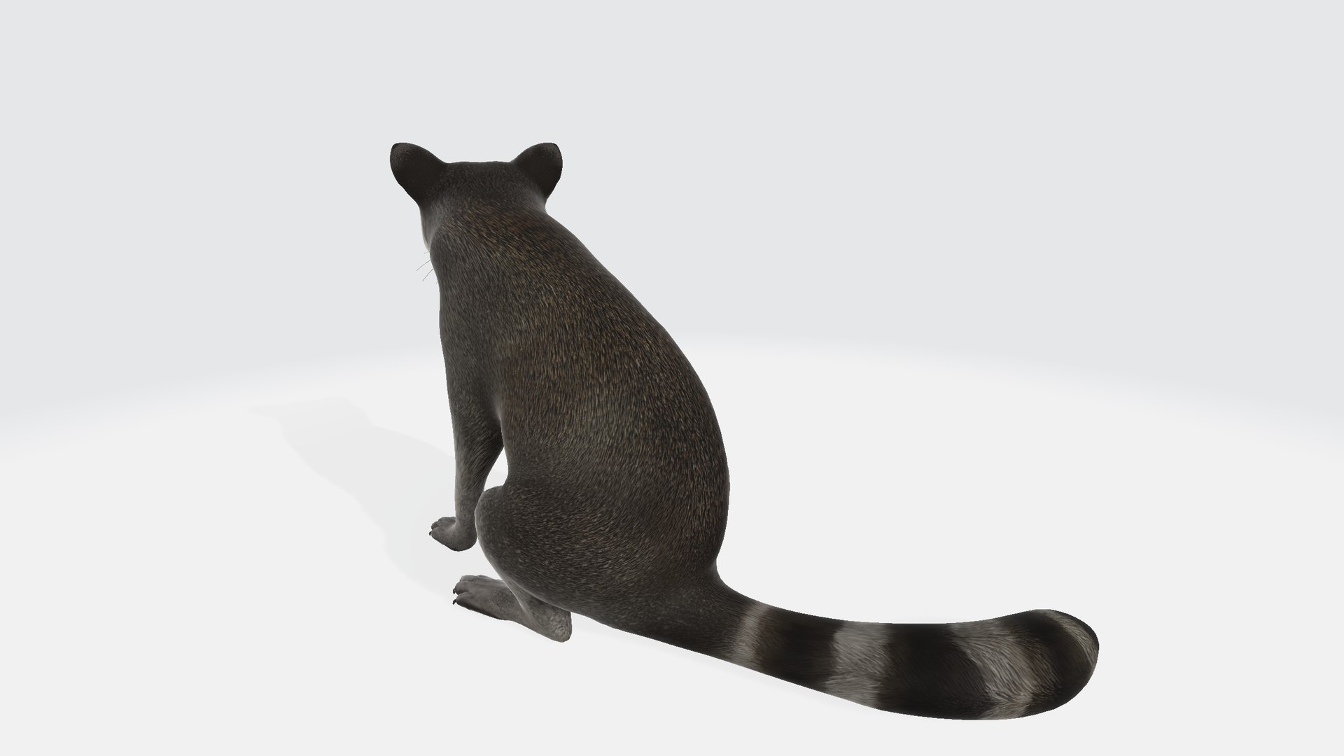 Raccoon 3D - TurboSquid 2301956