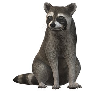 Raccoon 3D