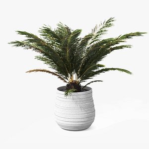 Palm Boho