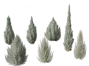 Juniperus scopulorum Wichita Blue - Rocky Mountain juniper