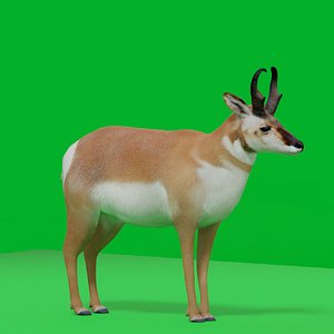 3D Pronghorn Male Antelope