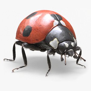 Ladybug (Fur)
