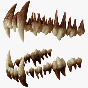 Realistic Wolf Teeth 3D model