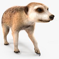 Meerkat Walking Pose Fur