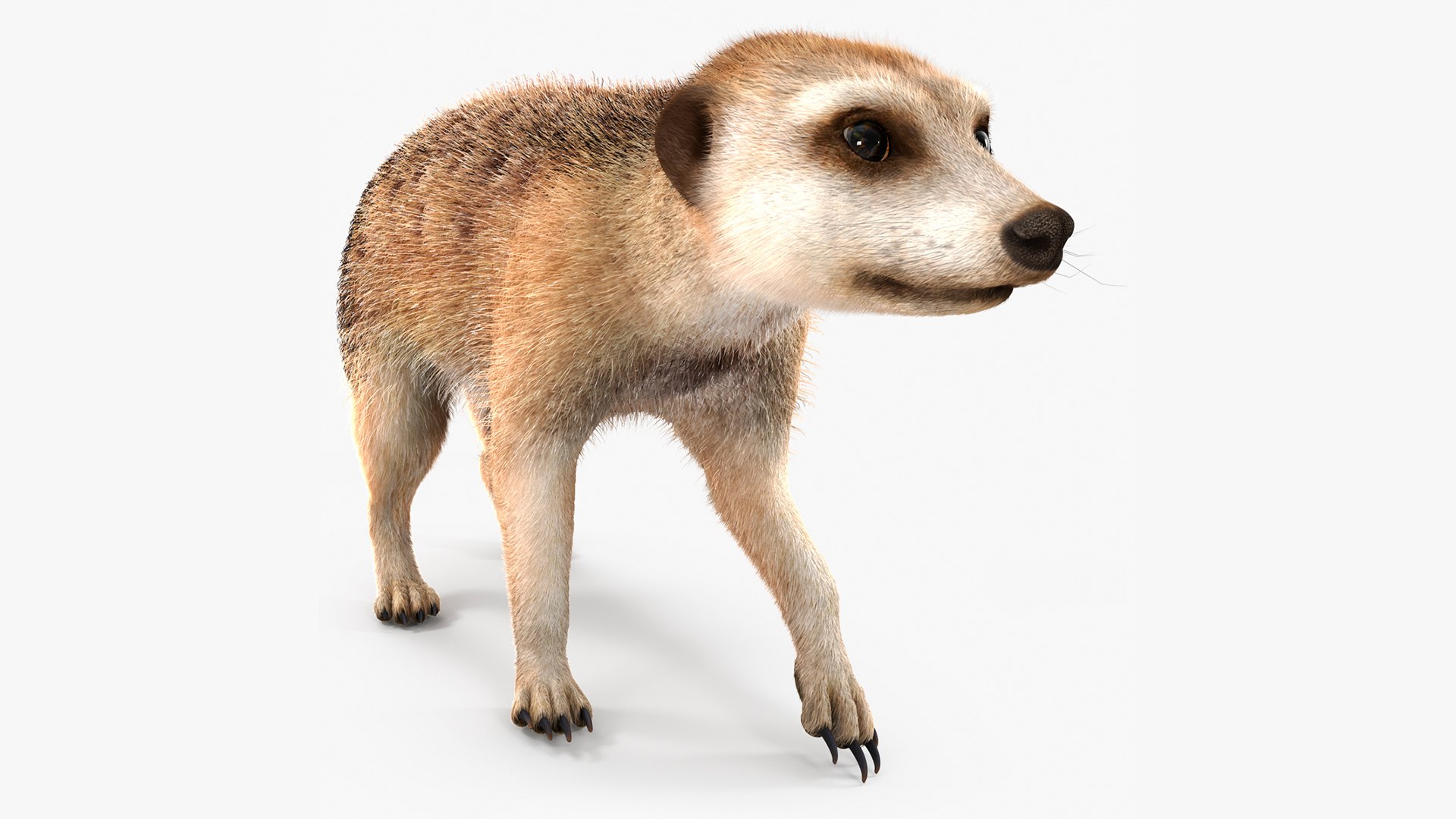 Meerkat Walking Pose Fur 3D model preview