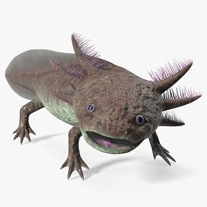 Mexican Brown Axolotl Rigged