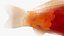 Japanischer Karpfenfisch, manipuliert L1749