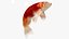 Japanischer Karpfenfisch, manipuliert L1749