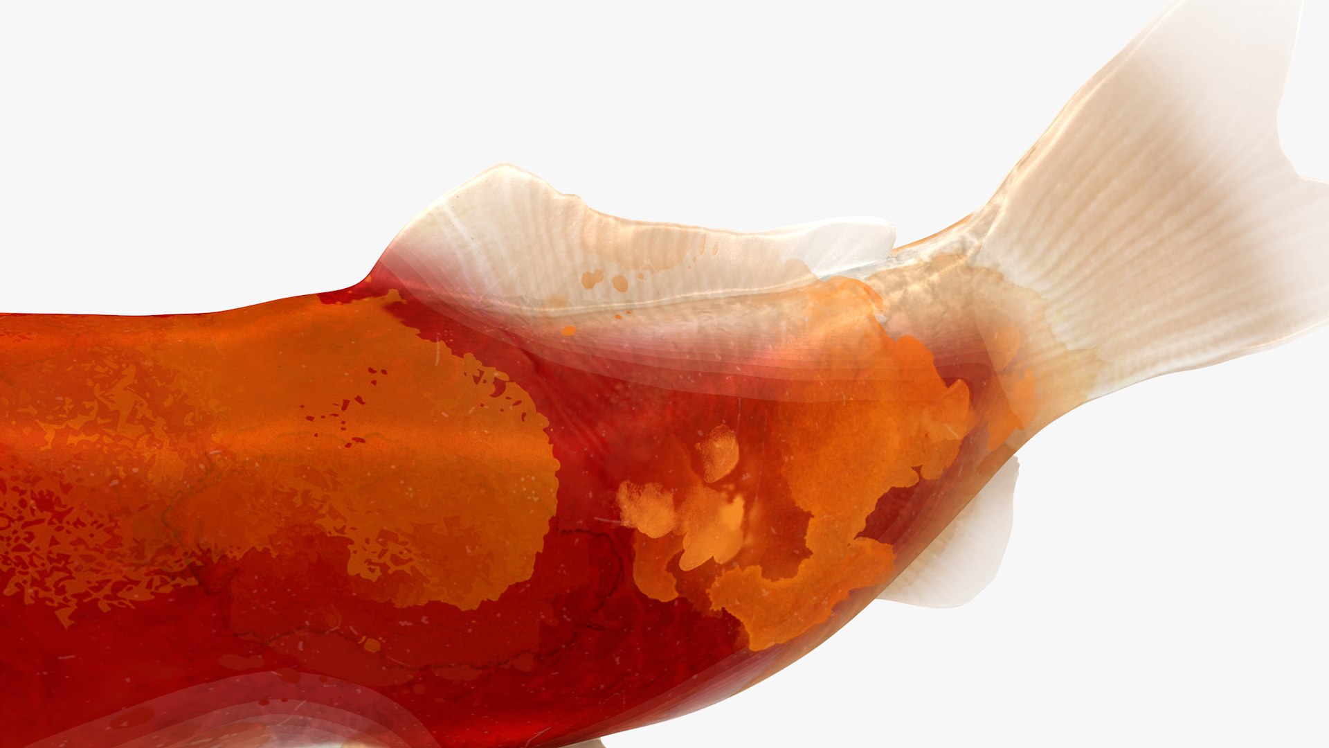Japanese Carp Fish Rigged L1749 3D model https://p.turbosquid.com/ts-thumb/Ag/nkSbGq/T7/19_i17_0003/png/1658442167/1920x1080/fit_q87/cc86c93862ae05f9daecc332b51bc644bd81966b/19_i17_0003.jpg