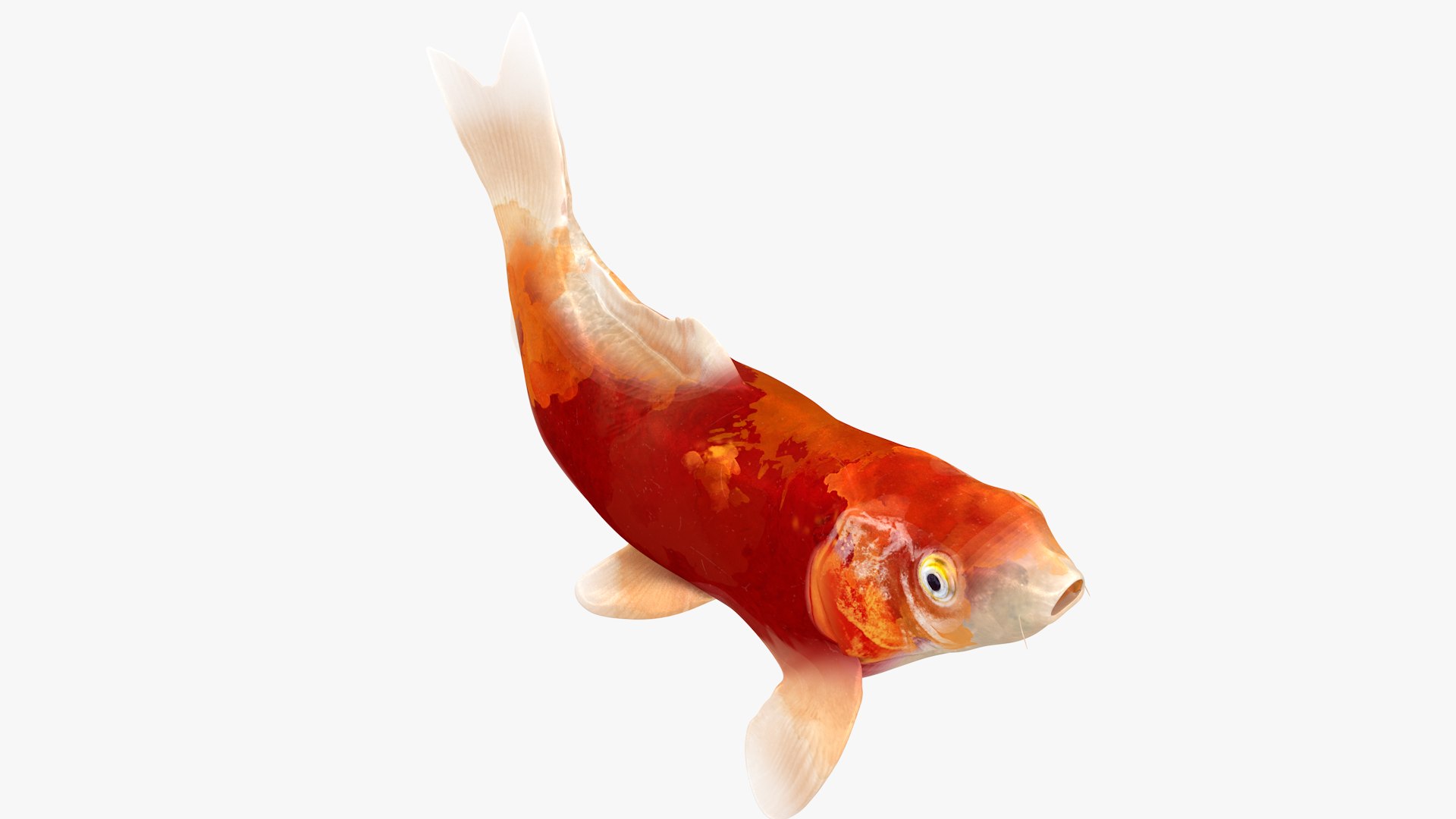 Japanese Carp Fish Rigged L1749 3D model https://p.turbosquid.com/ts-thumb/Ag/nkSbGq/Tf/01_0003/png/1658442134/1920x1080/fit_q87/f7c26f23c63533f1b062b41e89768401aadbf1a1/01_0003.jpg