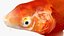 Japanischer Karpfenfisch, manipuliert L1749