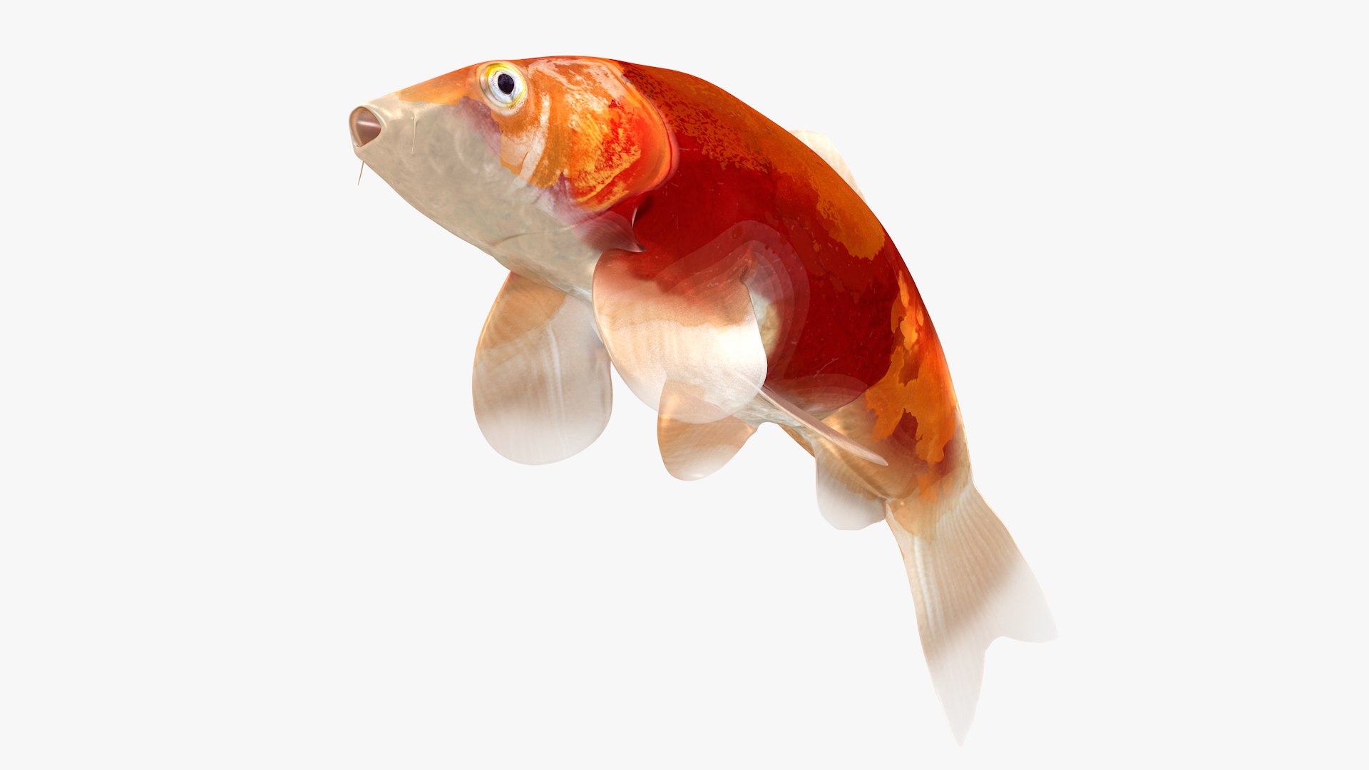 Japanese Carp Fish Rigged L1749 3D model https://p.turbosquid.com/ts-thumb/Ag/nkSbGq/mE/30_i28_0003/png/1658442177/1920x1080/fit_q87/f242ce4d82067f22f57bd4d2e22f05e3244858d0/30_i28_0003.jpg