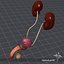 3d model uro urinary