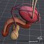 3d model uro urinary
