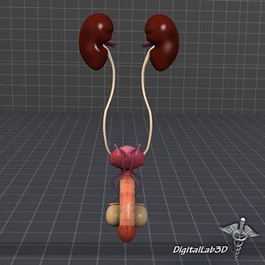 URO Urinary System